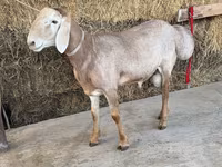 Ram, Arashan sheep — photo 8
