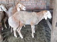 Montone, Hissar sheep — foto 3