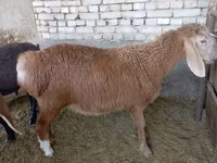 Widder, Arashan sheep — Foto 3