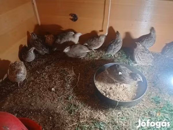 Quails