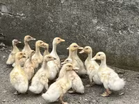 Amerikai Pekin — 3. fotó