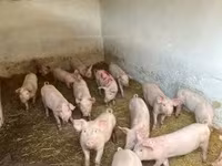 Scrofa — foto 3