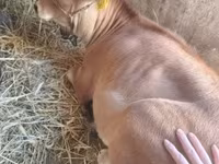 گاو ماده, نژاد جرسی — عکس 3