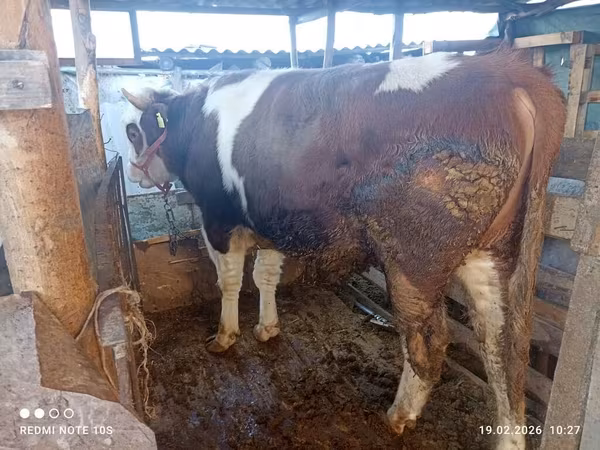 Bulle, Simmental cattle