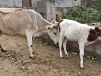 Sapi, Cattle — foto 1