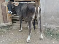 Krava, Swiss cattle — foto 1