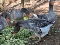 Geese — عکس 8