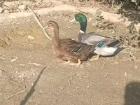 Ducks — 사진 1