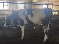 گاو نر, Simmental cattle — عکس 4