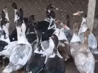 Ducks — 사진 1