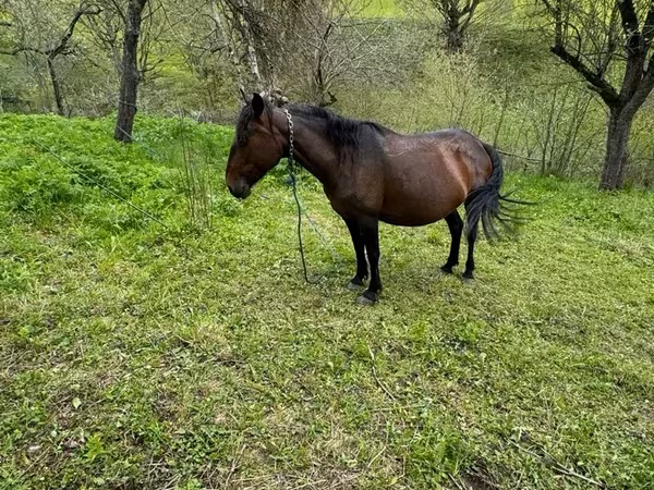 ፈረስ, Horses