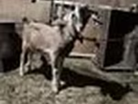 Billy Goat, Nubian Goat — photo 8