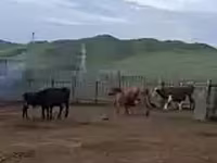 Bò cái, Gia súc — ảnh 2