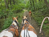 Koń, Pinto horses — zdjęcie 4