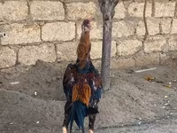 Chickens — عکس 2