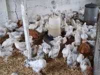 Chickens — fotografija 2