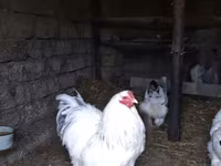 Brahma — foto 6