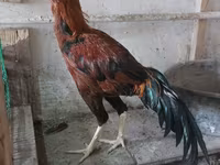 Chickens — Foto 8