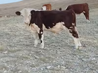 گاو نر, گاو سفیدسر قزاقستانی — عکس 8