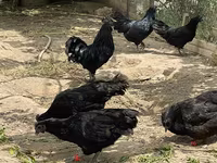 Ayam Cemani — foto 4