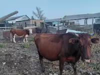 Krowa, Bydło — zdjęcie 1
