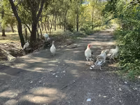 Turkeys — تصویر 1