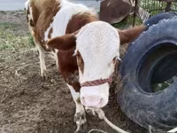 سانڈ, Simmental cattle — تصویر 2