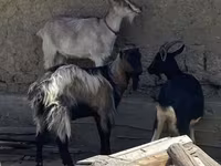 بز نر, بز — عکس 2