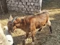 Țap, Capre — foto 2