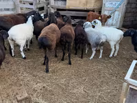 Ram, Hissar sheep — foto 2