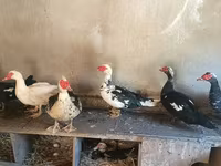 Domestic Muscovy — foto 3