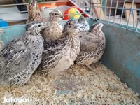 Quails — ảnh 4