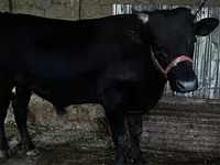 Lembu jantan, Cattle — foto 4