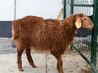 Juh, Hissar sheep — 2. fotó
