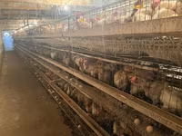 Продаю куры несушек 1.8года На бои Описание: - Промышленная клеточная — foto 2