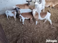 Хонь (бүлэг, хүйс заагаагүй), Cameroon sheep — 2 зураг
