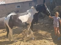 ม้าตัวผู้, Nonius horse — รูปภาพ 6