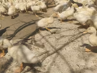 Německý pekin — foto 6