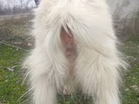 بز ماده, بز — عکس 3