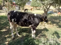 วัวตัวเมีย, Russian Black pied cattle — รูปภาพ 3