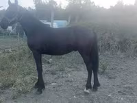 اسب نر, Friesian — عکس 3