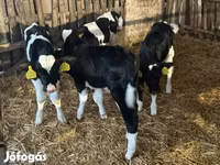 Byk, Russian Black pied cattle — zdjęcie 2