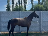 Hingst, Friesian sport horse — foto 2