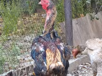 ردکپ دربی‌شر — عکس 7