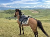 اسب نر, Azerbaijan horse — عکس 3