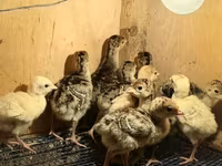Turkeys — fotografija 3