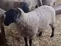 بھیڑ, White Suffolk sheep — تصویر 4
