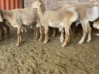 Montone, Arashan sheep — foto 4