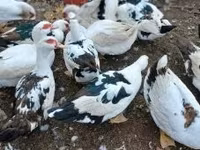Ducks — 照片 1