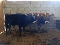 Stier, Runderen — foto 2